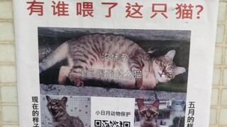 有 谁 喂 了 这 只 猫 ？