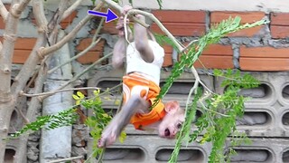 OMG!! Little boy Maki playing on tree when mom Busy// Maki reserve Fell from a tree