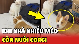 Nhà có nhiều Mèo nhưng vẫn nuôi thêm CORGI sẽ như thế nào? 😂 | Yêu Lu