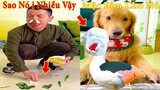 Thú Cưng TV | Tứ Mao Đại Náo #14 | Chó Golden Gâu Đần thông minh vui nhộn | Pets cute dog