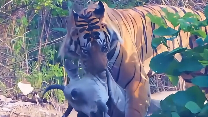 Có người hỏi, rốt cuộc thì hổ có đánh thắng được chó ngao khổng lồ không?