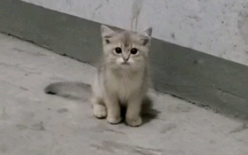 Gặp một chú mèo con trong tầng hầm