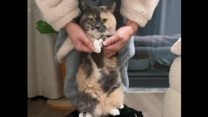 Itu membuat si kucing kecil berbulu hitam sangat kesal