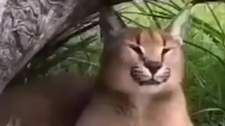 Kacau