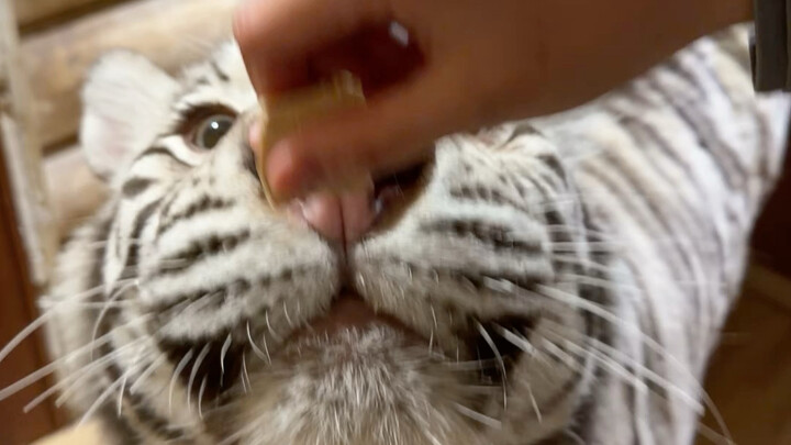 🦓: I’m full for today—do we still shoot tomorrow? 🤓