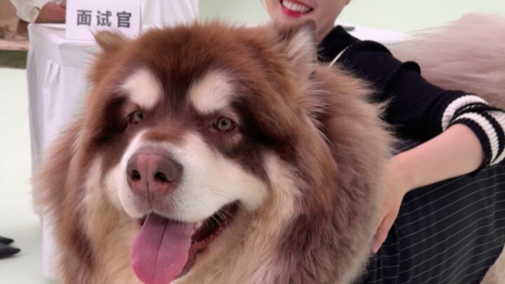 Hari ini mengantar anjing untuk wawancara sebagai model mobil, ternyata pameran mobil sekarang sudah
