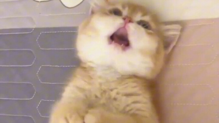 "Cute kittens should be shared with the cutest people"