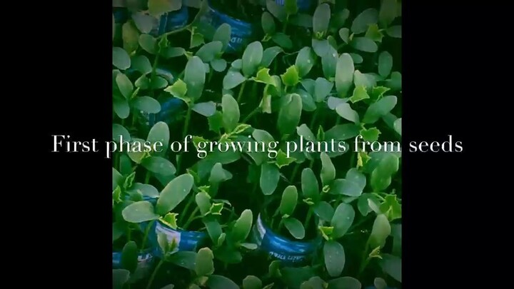 Cucumber Farming in Nepal