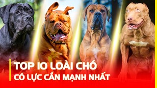 TOP 10 LOÀI CHÓ CÓ LỰC CẮN MẠNH NHẤT THẾ GIỚI | HÓNG KHÁM PHÁ
