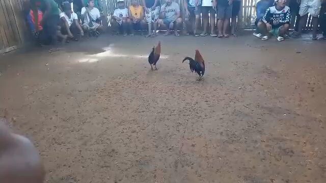 SBR CROSS SWEATER,FASTESTKILL UNSCRATCH @ San vicente palawan