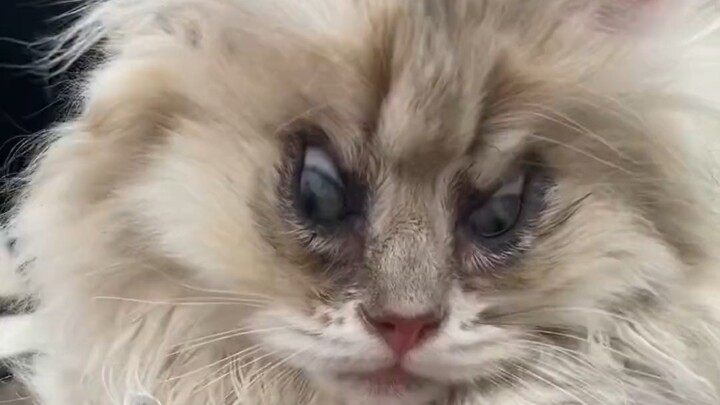 宠物市场选只金渐层，遇到一只不太甜美的蓝金渐层