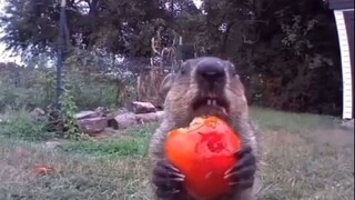 Groundhog: It's not that I'm hungry, I just want to provoke you.
