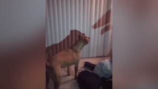 😂😂 Chó chócute