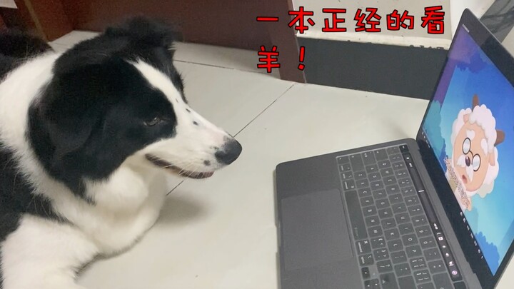 ถ้าให้สุนัขพันธุ์เบอร์ดิงก์ชีปด็อกดู “ซี้เหยียงเหยียง” มันจะมีปฏิกิริยายังไงนะ?