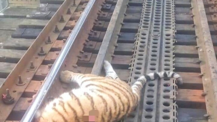 A 2-year-old female tiger in Russia was killed by a train.