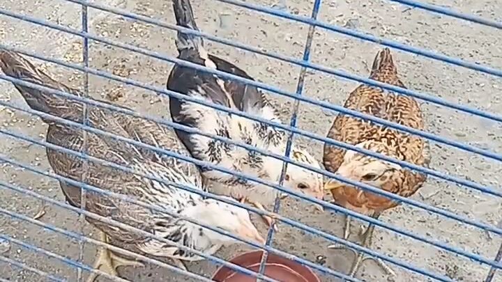 Boston roundhead two months old,my new fighter