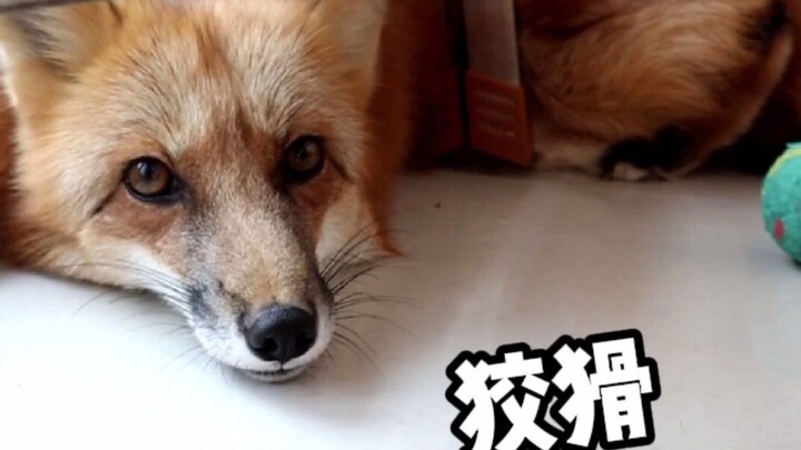 Apakah rubah kecil juga bisa mengerti ucapan tuannya?