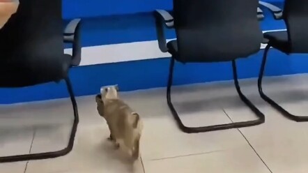 ปฏิบัติดีต่อสัตว์ ห่วงใยชีวิต แมวแม่ลูกอ่อนคาบลูกน้อยไปลงทะเบียน ขอความช่วยเหลือจากมนุษย์