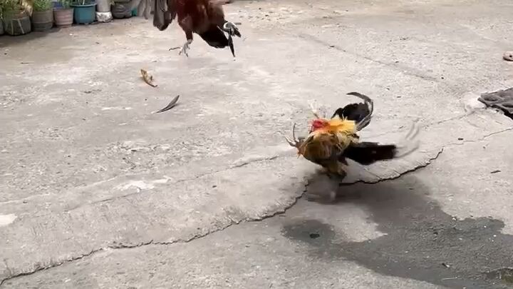 Tupada lines 1st fight Win