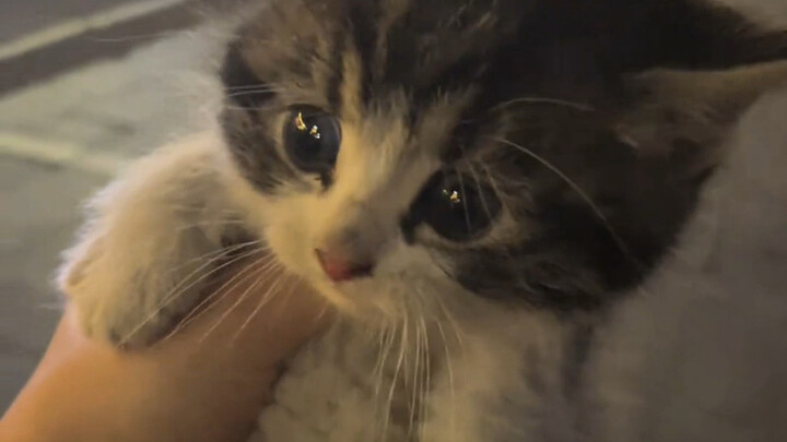 As everyone knows, the flower language of stray cats is “act fast or you’ll miss out!”