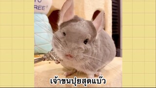 เพื่อนตัวน้อย สัตว์เลี้ยงแสนซน : เจ้าขนปุยสุดแบ๊ว