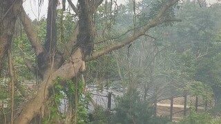 يا إلهي! هاكوريزيمي ريكو!