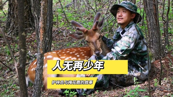奔波儿灞是一只有故事的梅花鹿
