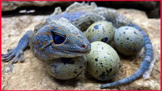 Primitive Technology Peacock Shedding Crab Gecko In Forest & Under Mud.