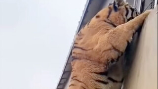 银背大猩猩 VS 老虎谁更厉害