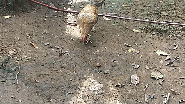 Pa unat sa kusog