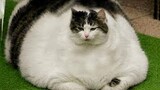 Funny Cat Videos That Will Make You Smile #24 - Funniest Dogs and Cats Videos