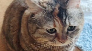 Can I have some kitten food?