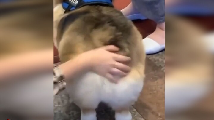 Video collection of cute dogs