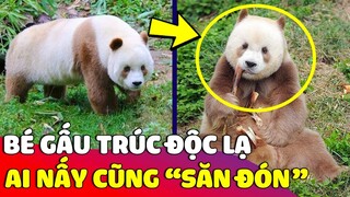 Bé gấu trúc độc lạ 'BỊ BỎ RƠi' bỗng vụt sáng thành 'NGÔI SAO' của thế giới động vật 😍 Gâu Đần