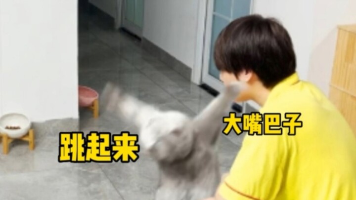 แมวจะแค้นขนาดไหน