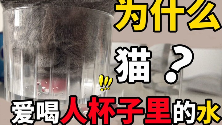 Why does your cat love drinking the water in your cup? It actually has nothing to do with you!
