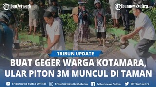 Video Viral Warga Kotamara Baubau Tangkap Ular Sepanjang 3 Meter di Taman
