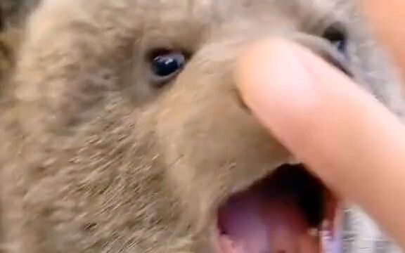 【有趣的大自然】好可爱的毛孩子