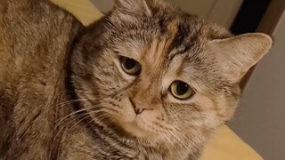 Can cats rest their heads on your arms?