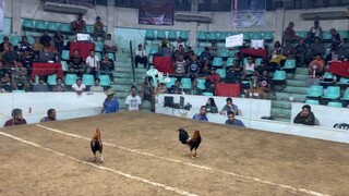 4stag derby 3rd fight win