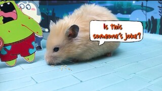 ภารกิจของหนูแฮมสเตอร์ EP 344