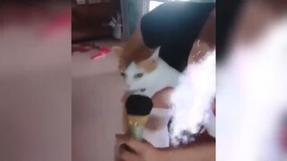 ร้องเพลงกับแมว