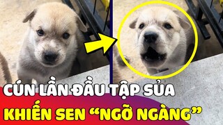 Cún con lần đầu 'TẬP SỦA' nhưng cái kết khiến ai nấy 'NGỠ NGÀNG' 😂 | Gâu Đần