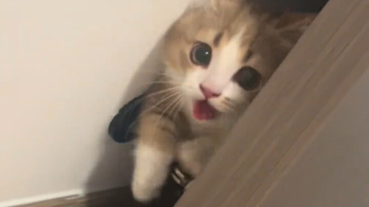 It seems to know just how super cute it is.