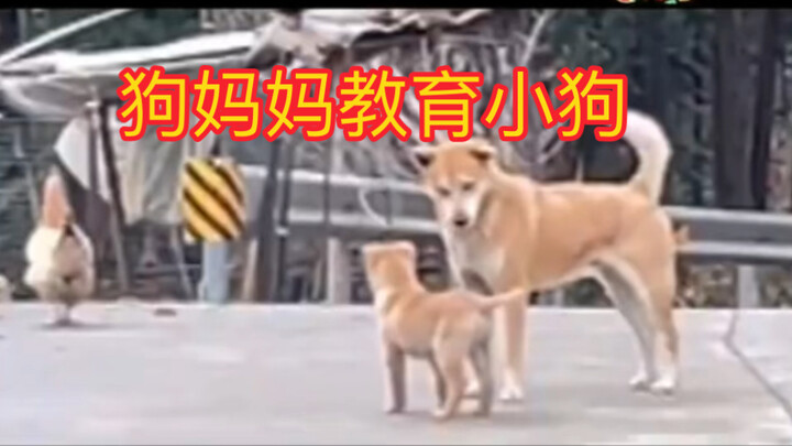 Even dogs know they need to raise the next generation right—yet some people…