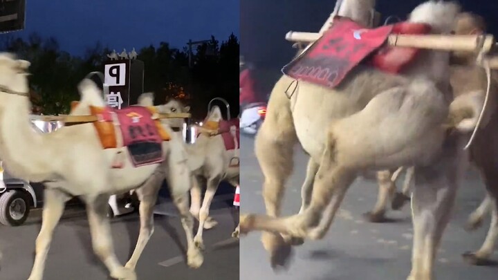 The camel happily lines up to clock out at night, hopping along and unable to contain its excitement