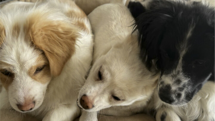 ดูสุนัขจรจัดที่ฉันรับเลี้ยงภายใต้การเฝ้าระวัง ฉันถึงกับน้ำตาไหลเลย พรุ่งนี้ไม่ทำหม่าล่าถังแล้ว จะอยู