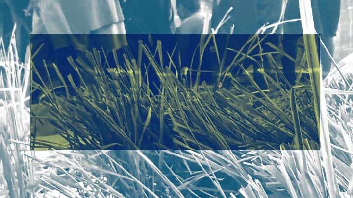 panen padi @gabah balap @mantap👍👌👍 surantap