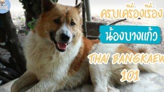 บางแก้ว ครบเครื่องเรื่องน้องบางแก้ว Thai bangkaew 101 SudPad-Dog