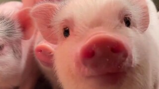 เอ๋? จูเป่ากำลังดูอะไรอยู่น่ะ